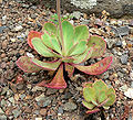 Calandrinia grandiflora