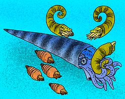 Reconstruction of various Ordovician cephalopods, including Cameroceras trentonese feeding on Aphetoceras americanum, while a quartet of Cyclostomiceras cassinense swim by.