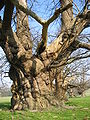 Sweet chestnuts (Castanea sativa), England