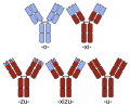 Chimeric and humanized antibodies
