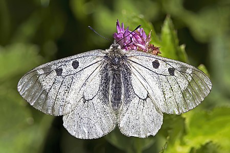 Clouded apollo Parnassius mnemosyne Slovenia