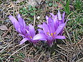 Colchicum bulbocodium