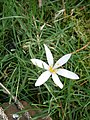 Colchicum hungaricum