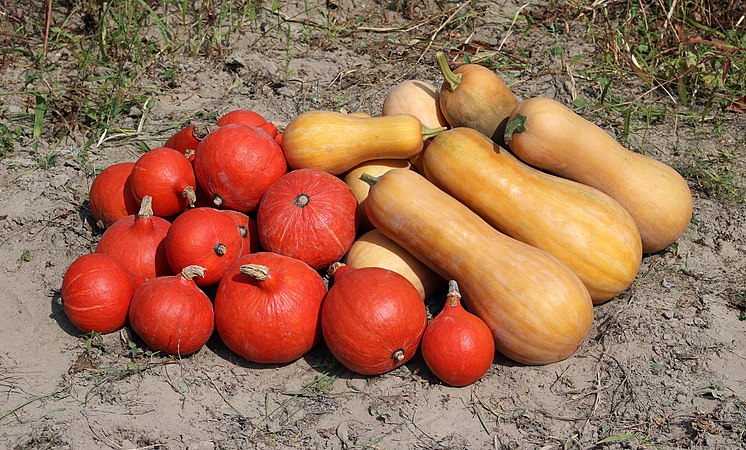 图为成熟的饭瓜（Cucurbita maxima，红色）和中国南瓜（Cucurbita moschata，橙黄色）。摄于乌克兰文尼察区。