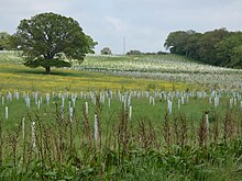 Enfield Chase Restoration Project pictured May 2024