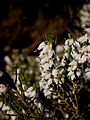 Erica ×darleyensis 'Silberschmelze' close-up