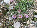 Erigeron uniflorus