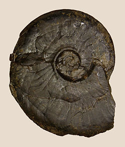 Fossil of the Middle Jurassic ammonoid Leioceras opalinum