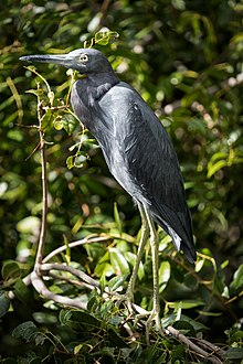 Little blue heron spotted in St John, USVI