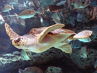 Sea Turtle