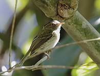 Long-crested pygmy-tyrant