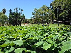 The ponds in summer, full of water plants