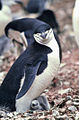 Chinstrap Penguin Pygoscelis antarctica