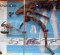 Megalosaurus display in the museum