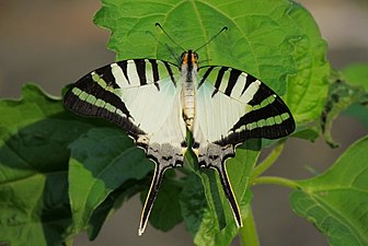 Dorsal view