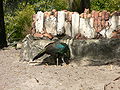 Green Peafowl (Pavo muticus)