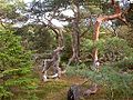 Gnarled pine trees in Tisvilde Hegn