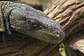 Crocodile monitor