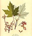 美国红枫（Acer rubrum）