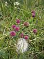 Allium sphaerocephalon var. pygmaeum