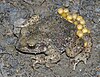 Male midwife toad carrying eggs
