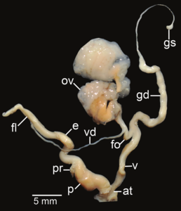 Amphidromus xiengensis; at – atrium; e – epiphallus; fl – flagellum; fo – free oviduct; gd – gametolytic duct; gs – gametolytic sac; ov – oviduct; p – penis; pr – penial retractor muscle; v – vagina; vd – vas deferens