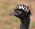 Image 6 Bare-faced curassow Photograph: Charles J. Sharp A portrait of a female bare-faced curassow (Crax fasciolata), taken at the Pantanal in Brazil. This species of bird in the family Cracidae is found in eastern-central and southern Brazil, Paraguay, eastern Bolivia, and extreme northeast Argentina. Its natural habitats are tropical and subtropical dry and moist broadleaf forests. More selected pictures