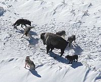 Canis lupus social ethology