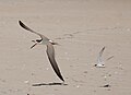 A least tern attacking a much larger black skimmer near Drum Inlet in North Carolina, United States