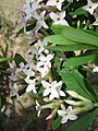 Daphne ×burkwoodii close-up