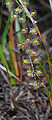 Drosera macrantha var. planchonii