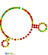 drz-Bflo2: Self-cleaving ribozyme found in Branchiostoma floridae