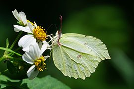 台湾钩粉蝶 Gonepteryx mahaguru taiwana