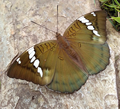 Himalayan Grand Duchess butterfly