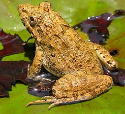 Dorsal view