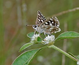 Ventral view