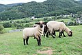 Insul (Eifel); Panoramablick