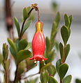 Flowers and leaves