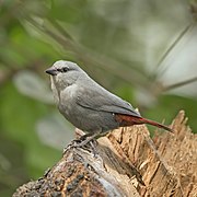 Lavender waxbill (Estrilda caerulescens)