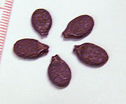 棱角丝瓜的种子，尺的刻度为1毫米