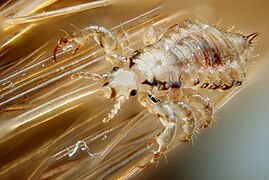 Male human head louse