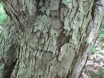 The fissured bark