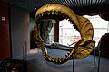 Reconstructed jaws of megalodon (Otodus megalodon)