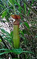 A Pitcher plant from Vaitang Hebron village,Dima Hasao district, Assam, India