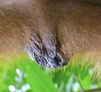 Vulva of a Bornean orangutan