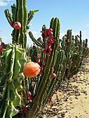Cereus repandus (Pitaya) plants in Sde Nitzan (Israel)