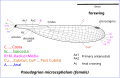 Illustration of Pseudagrion wing