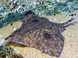 a mottled skate at a public aquarium