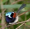 Red winged fairywren, Margaret River