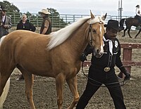 Tennessee Walking Horse